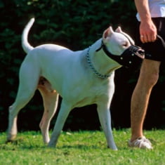 Vigencia de la licencia para perros potencialmente peligrosos