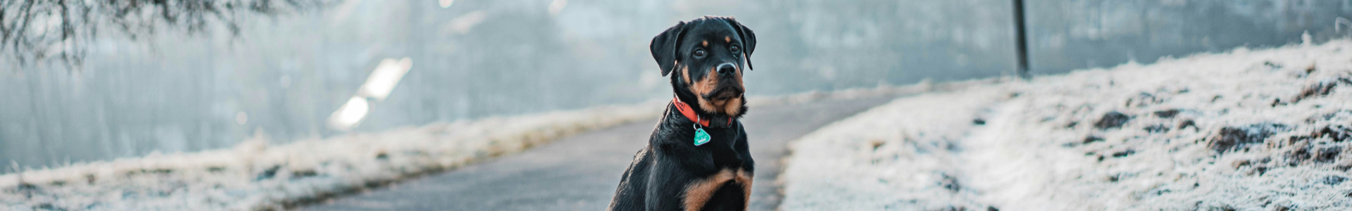 Obtén tu licencia para perros potencialmente peligrosos (PPP). Evaluación médica y psicológica rápida y profesional.